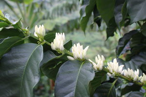Indonesien 
         Sulawesi Kalossi gehört zu den Kaffeeraritäten der Welt. Von Kleinfarmern angebaut und frisch geröstet aus unserer 
         Kaffeemanufaktur.